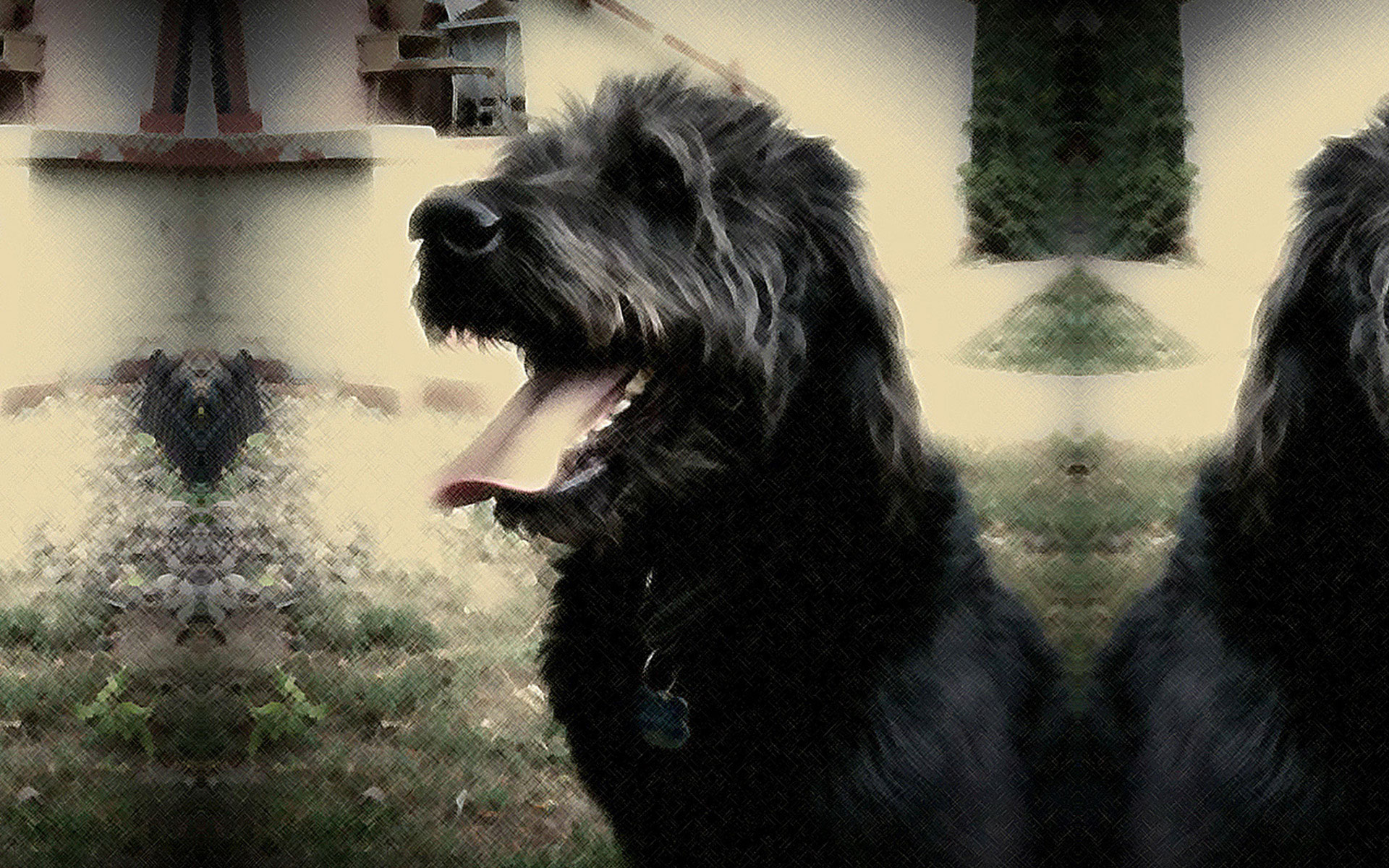 Jasper's Glamor Shot • Labradoodle