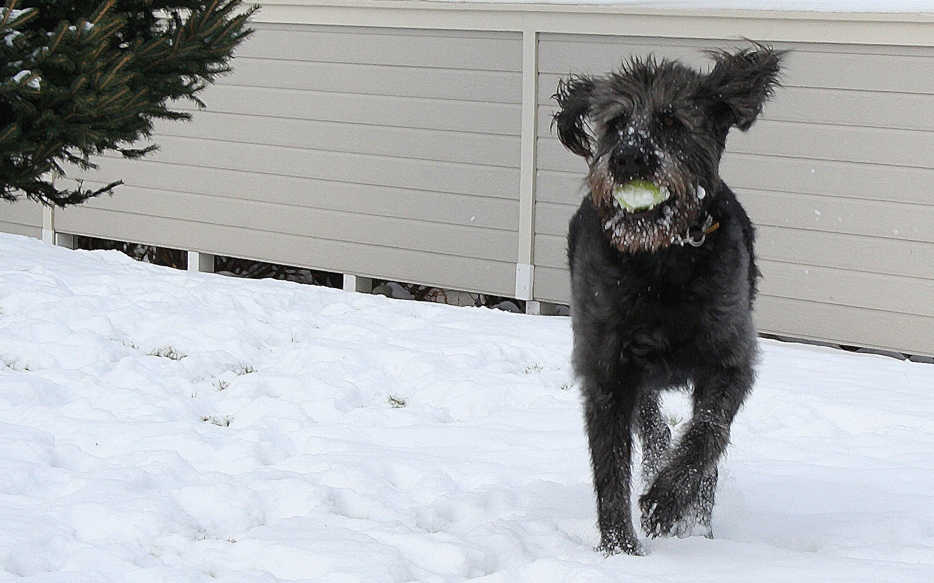 Jasper's Glamor Shot • Labradoodle