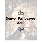 Fall Leaves 2010