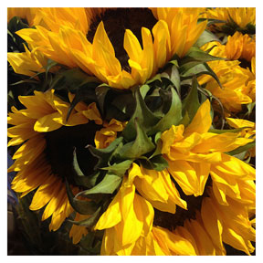 Local Sunflowers iPhone Organic Show Artist Dean Allan McCready