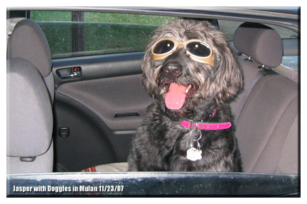 Jasper with his Doggles in Mulan