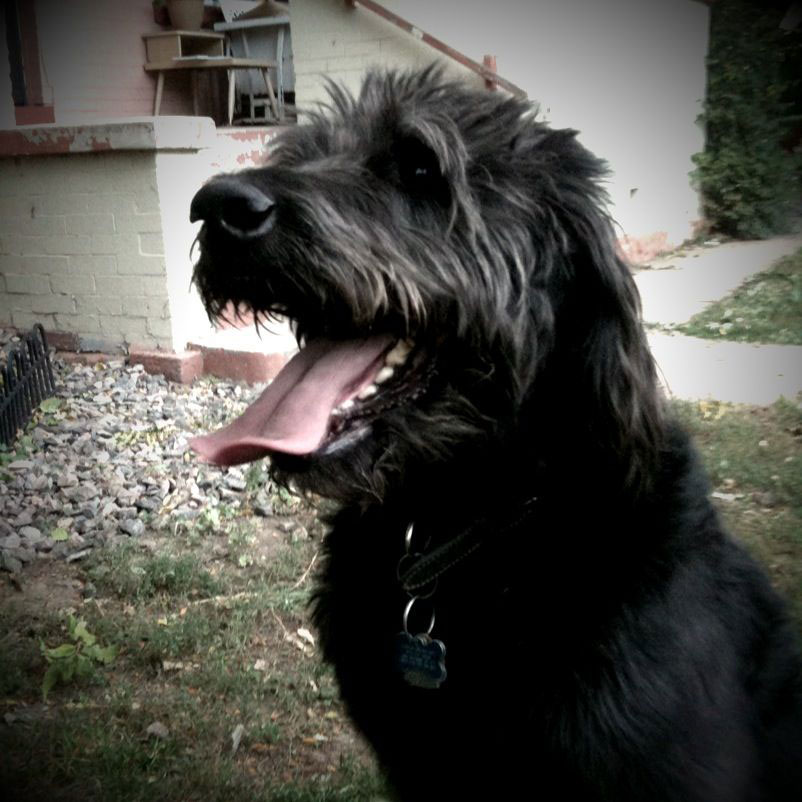 Jasper's Glamor Shot • Labradoodle